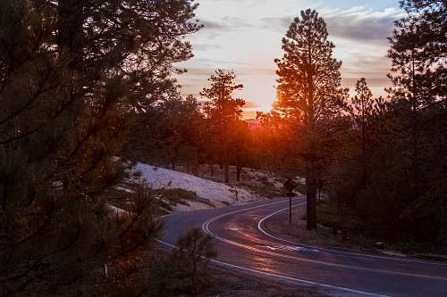 dirt road road in middle of trees during sun set gravel